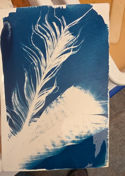 Cyanotypes